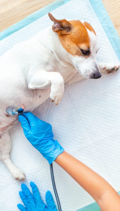 A vet doctor's hands in medical gloves examine a Jack Russell Terrier dog lying on a disposable diaper, listening for breath or heart with a stethoscope. Veterinary pet care. Close-up. Vertical.
