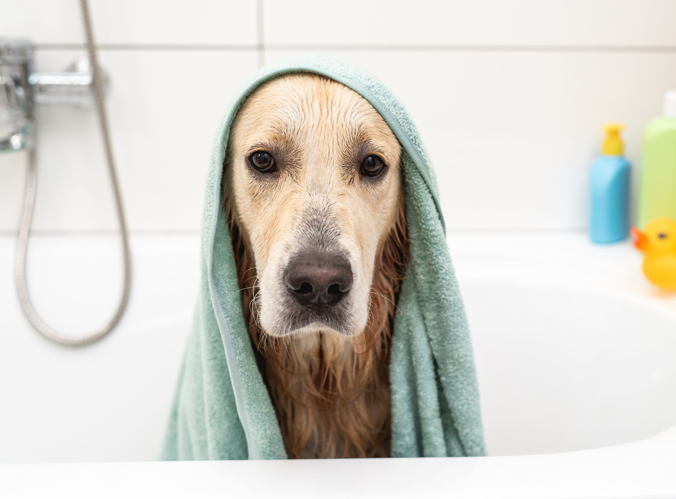 Golden retriever dog under towel sitting in bathtub after shower