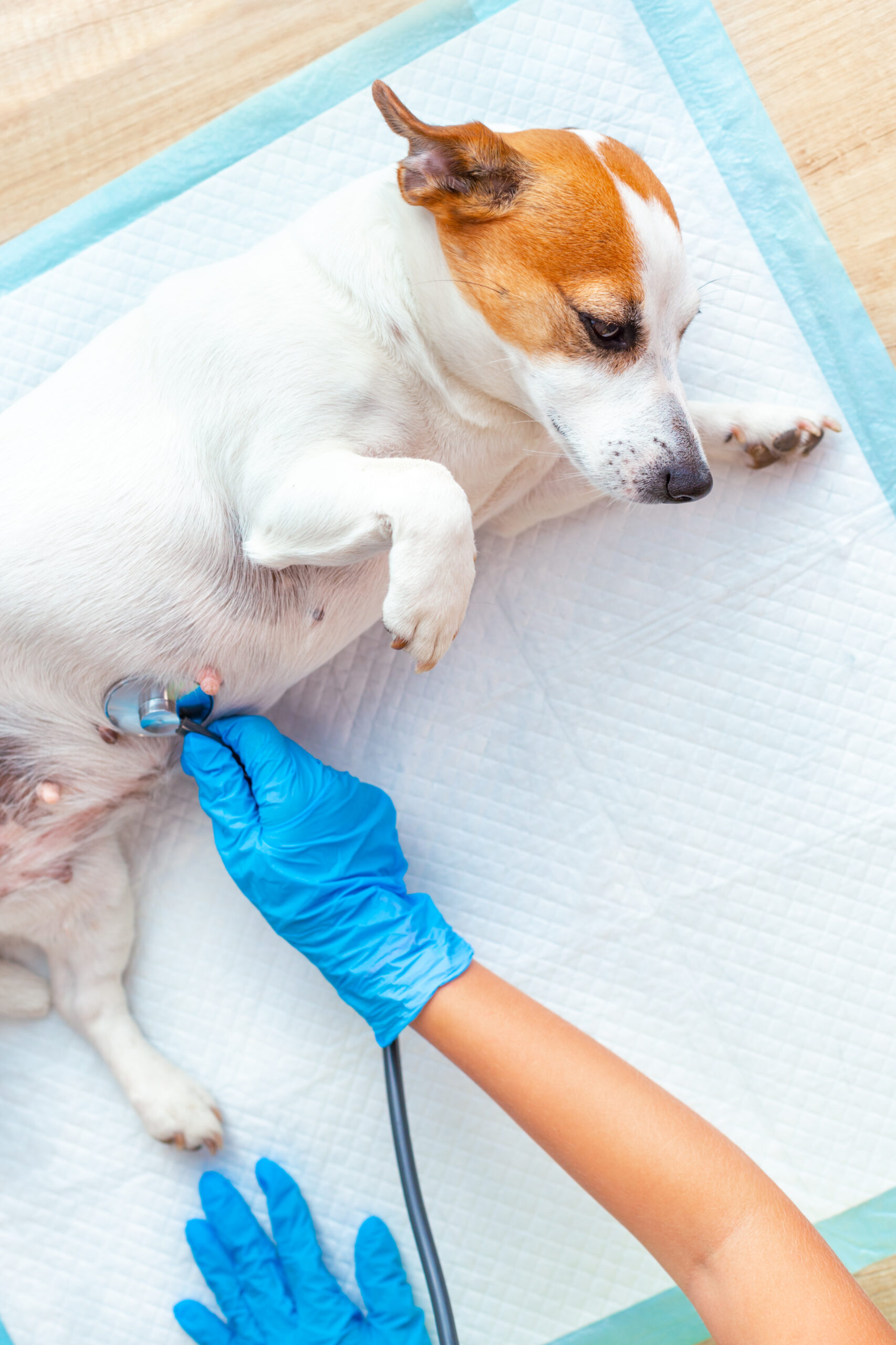 A vet doctor's hands in medical gloves examine a Jack Russell Terrier dog lying on a disposable diaper, listening for breath or heart with a stethoscope. Veterinary pet care. Close-up. Vertical.