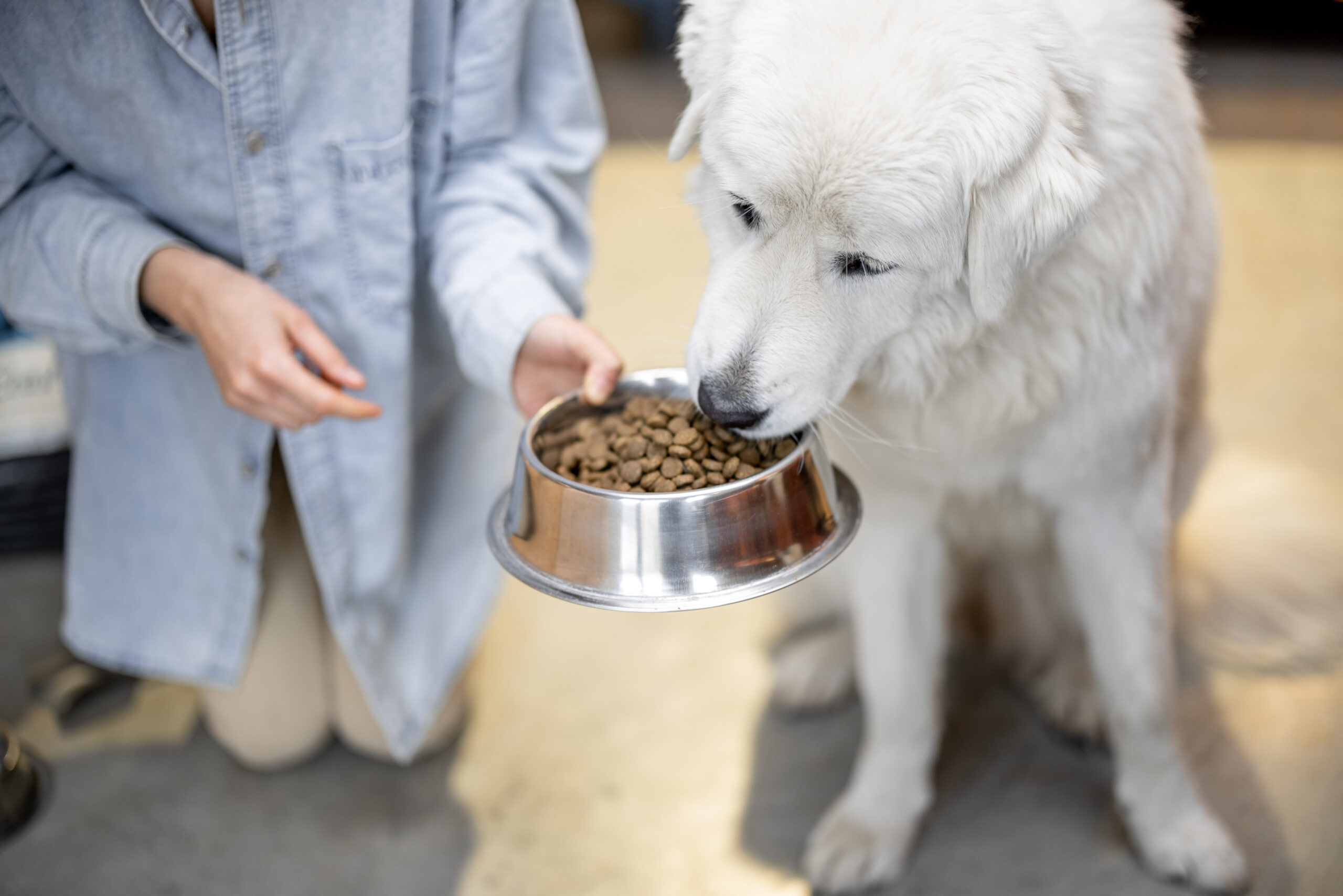 Young woman gives a bowl with dry food for her white dog at home. Concept of healthy and balanced nutrition for pets